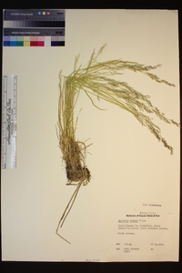 Agrostis scabra image